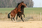 2 Trakehner