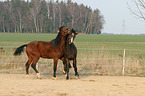 2 Trakehner