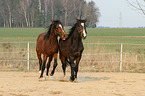 2 Trakehner