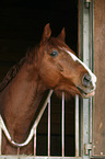 Trakehner Portrait