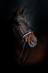 Trakehner Portrait