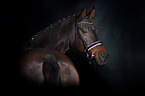 Trakehner Portrait