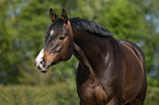 Trakehner Portrait