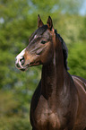 Trakehner Portrait