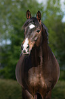 Trakehner Portrait