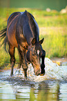 Trakehner im Wasser