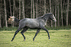 trabender Trakehner