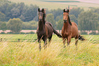 stehende Trakehner