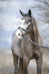 Trakehner Portrait