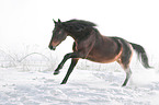 Trakehner im Schnee