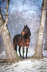 Trakehner im Schnee