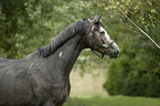 Trakehner Portrait