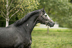 Trakehner Portrait