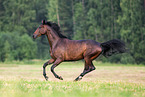 galoppierender Trakehner