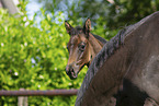 Trakehner Stute mit Fohlen