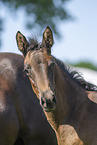 Trakehner Stute mit Fohlen