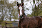 Trakehner Fohlen