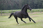 Trakehner