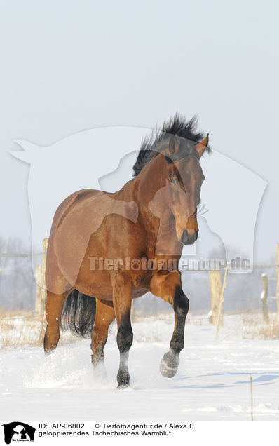 galoppierendes Tschechisches Warmblut / galloping Czech warmblood / AP-06802