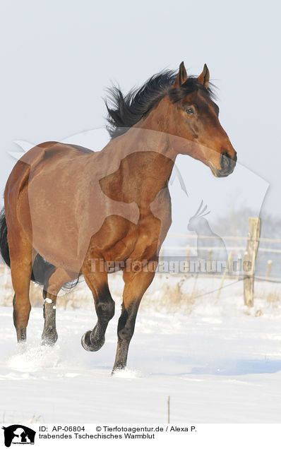 trabendes Tschechisches Warmblut / trotting Czech warmblood / AP-06804