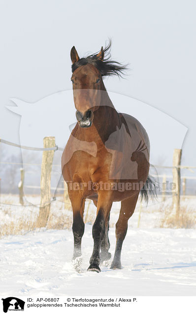 galoppierendes Tschechisches Warmblut / galloping Czech warmblood / AP-06807