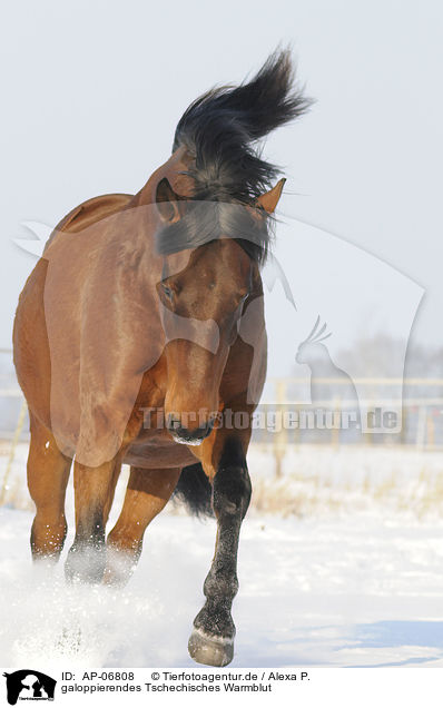 galoppierendes Tschechisches Warmblut / galloping Czech warmblood / AP-06808