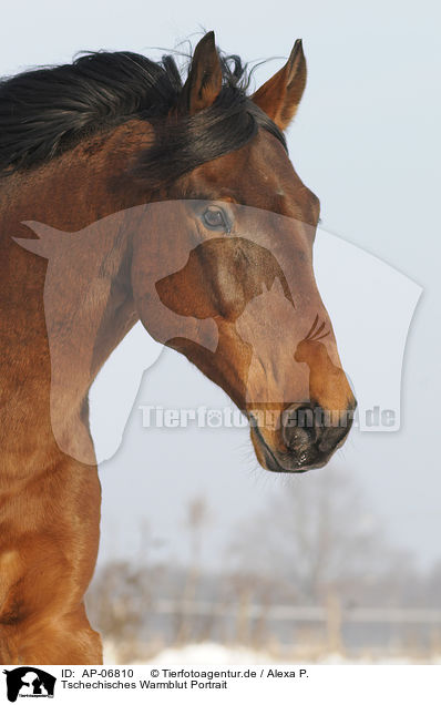 Tschechisches Warmblut Portrait / AP-06810