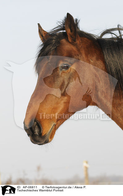 Tschechisches Warmblut Portrait / Czech warmblood Portrait / AP-06811