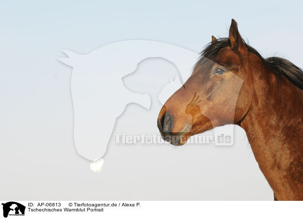 Tschechisches Warmblut Portrait / Czech warmblood Portrait / AP-06813