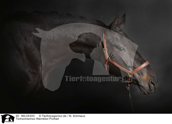 Tschechisches Warmblut Portrait / NS-05300