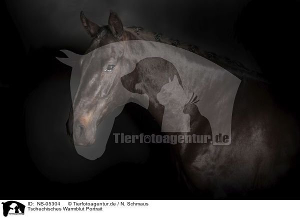 Tschechisches Warmblut Portrait / NS-05304