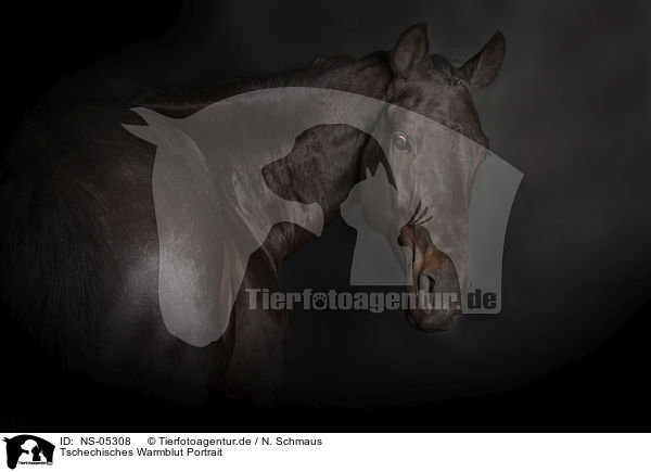 Tschechisches Warmblut Portrait / NS-05308