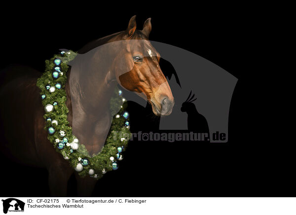 Tschechisches Warmblut / Czech warmblood / CF-02175