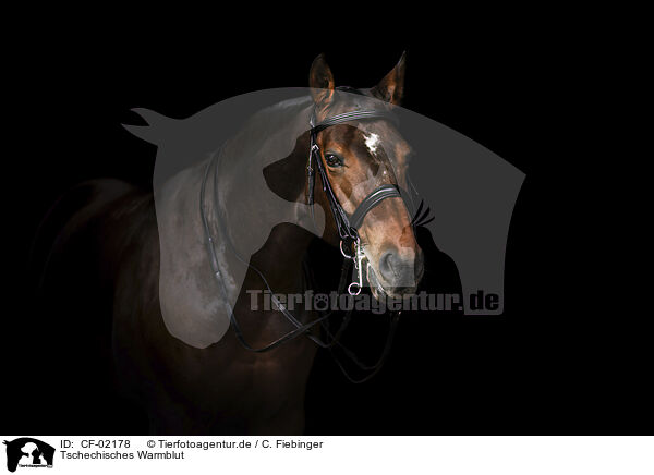 Tschechisches Warmblut / Czech warmblood / CF-02178