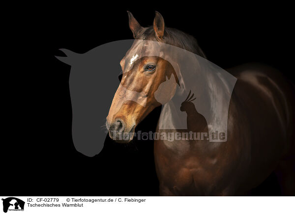 Tschechisches Warmblut / CF-02779