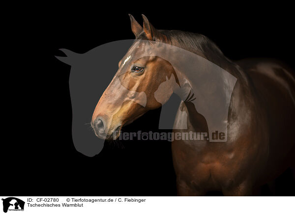 Tschechisches Warmblut / Czech Warmblood / CF-02780