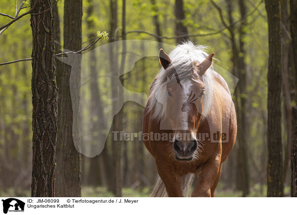 Ungarisches Kaltblut / JM-06099