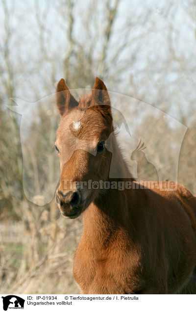 Ungarisches vollblut / Hungarian thoroughbred / IP-01934