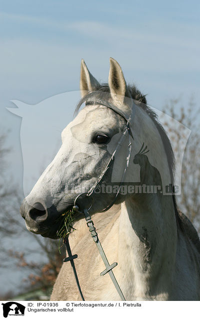 Ungarisches vollblut / Hungarian thoroughbred / IP-01936