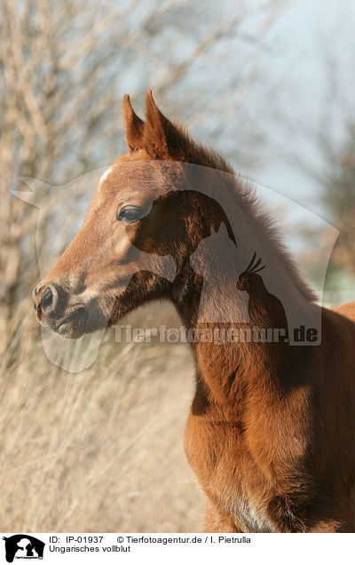 Ungarisches vollblut / Hungarian thoroughbred / IP-01937
