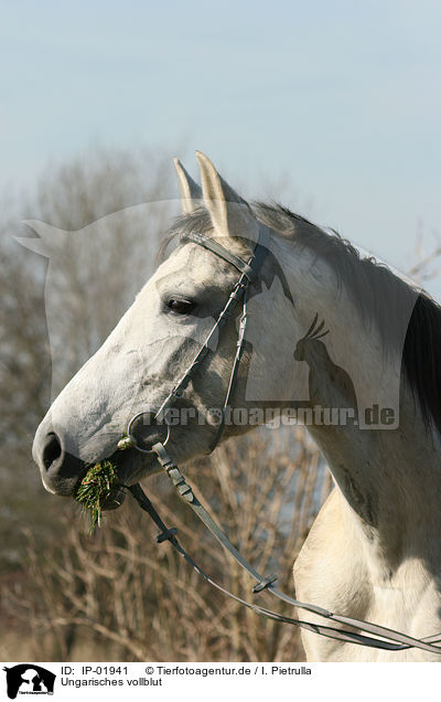 Ungarisches vollblut / Hungarian thoroughbred / IP-01941