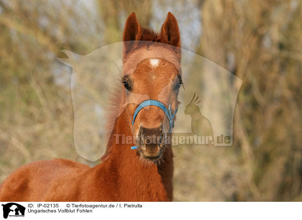 Ungarisches Vollblut Fohlen / foal / IP-02135