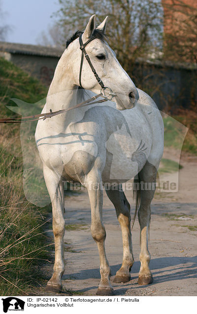 Ungarisches Vollblut / Hungarian thoroughbred / IP-02142