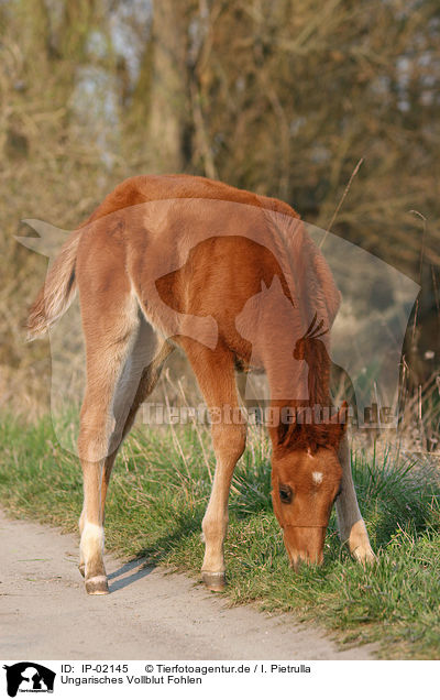 Ungarisches Vollblut Fohlen / foal / IP-02145