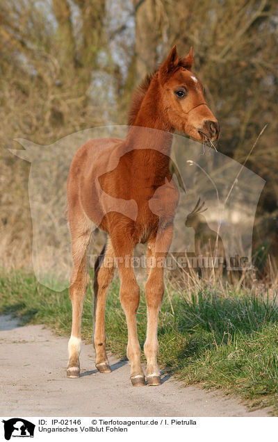 Ungarisches Vollblut Fohlen / foal / IP-02146