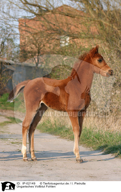 Ungarisches Vollblut Fohlen / foal / IP-02149