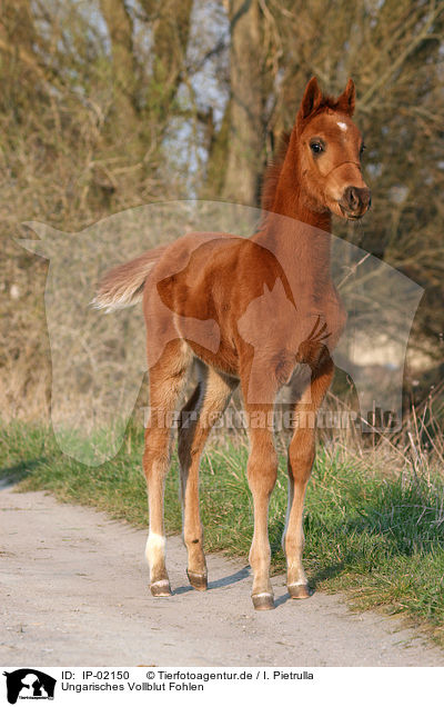 Ungarisches Vollblut Fohlen / foal / IP-02150