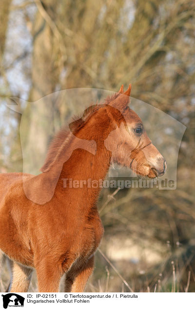 Ungarisches Vollblut Fohlen / foal / IP-02151