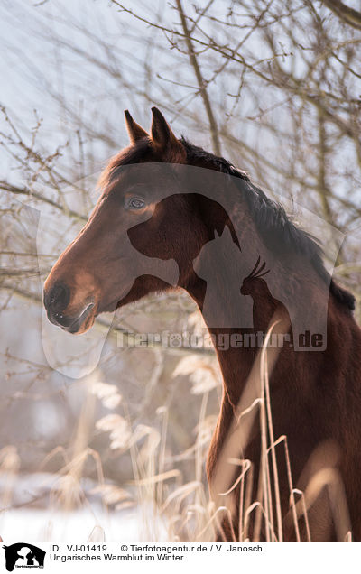 Ungarisches Warmblut im Winter / VJ-01419