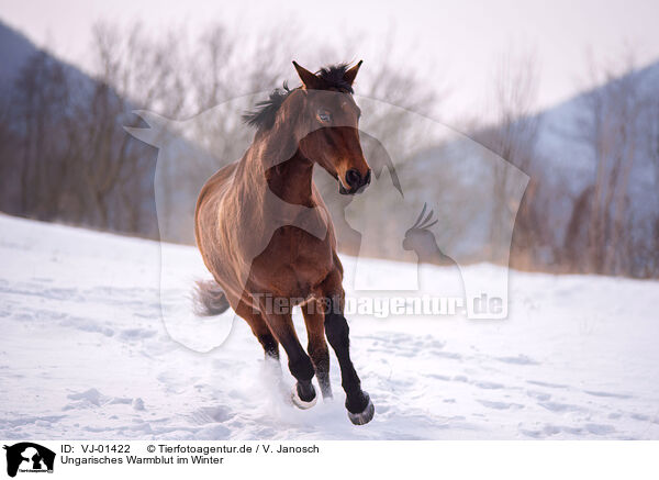 Ungarisches Warmblut im Winter / VJ-01422